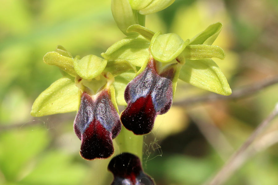 Ophrys fusca?